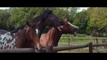 Des chevaux pris d'un fou rire dans une pub Volkswagen