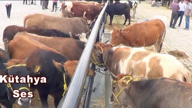Kütahya'da şap karantinası 3 hayvan pazarı kapatıldı !!!
