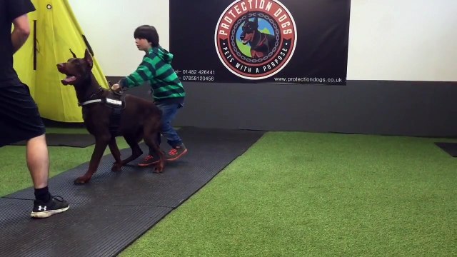 Family Protection Dogs for Sale UK