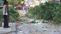 Report TV - Elbasan, Bashkia pret portokallet në rrugën 