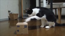 Funny Cats Compilation [Most See] Funny Cat Videos Ever Part 1.mp4