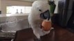 Cockatoo Enjoys a Hard Boiled Egg for Lunch