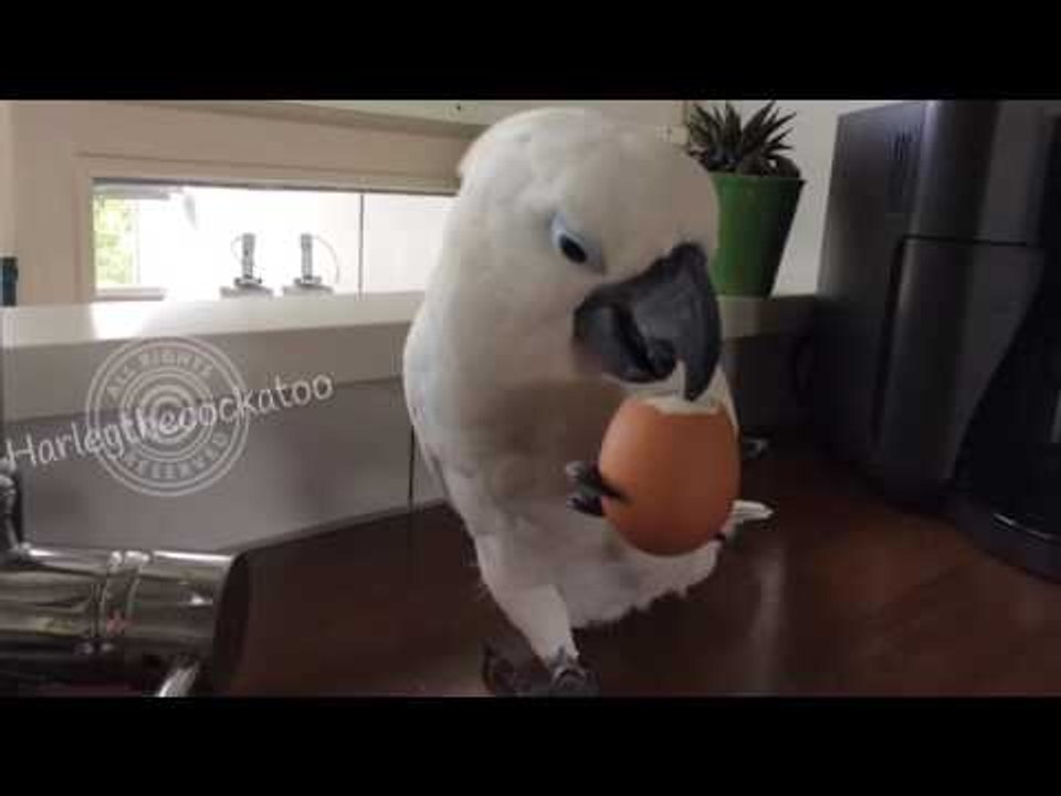 Cockatoo Enjoys a Hard Boiled Egg for Lunch