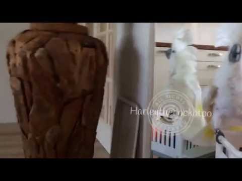 Clever Cockatoo Plays Catch With Owners