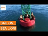 Sea Lions Chill on Buoy in Alaskan Waters