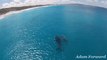 Drone Video Captures Mother Whale, Calf Cruising W. Australia Coast