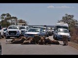 Feasting Lions Cause Traffic Chaos
