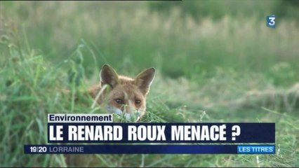 Collectif Renard Grand Est - Interview de Claude Maurice de Oiseaux Nature à 5mn53  - France 3 Lorraine - JT 19-20