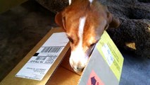 Un beagle curioso guarda dentro al cartone. Ciò che vede non lo fa smettere DI TREMARE