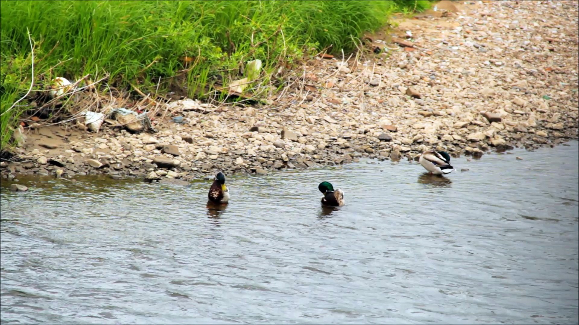 ⁣Wild ducks in an urban river Дикие утки в городской реке