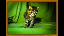 Photo of a cute kitten