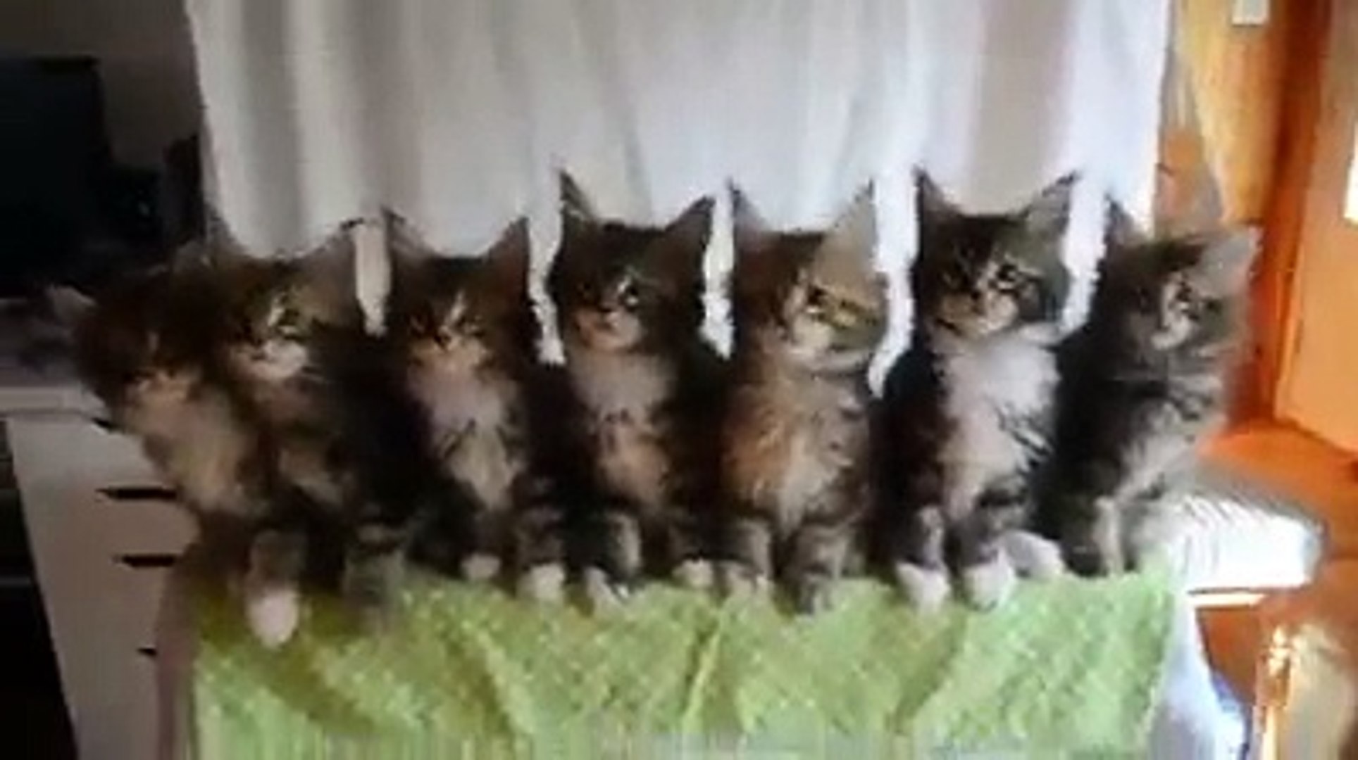 Милашки котята класс!!!