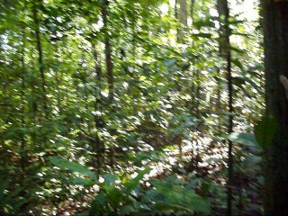 Bruit de fond à Savane roche Virginie