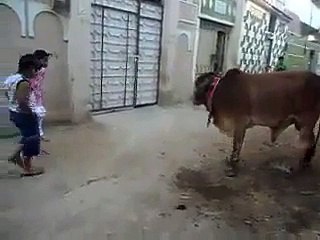 Desi Cow, Japani Version ) Hahahaha