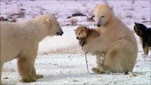 Un gros ours blanc adopte un chien loup 