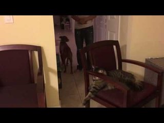 Wary Pitbull Keeps Distance From Scary Cat