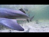 Man Stands in the Middle of Shark Pup Nursery