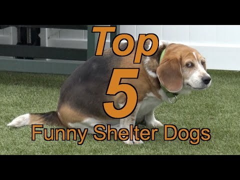 Dog Shelter Releases 'Top 5 Funny Shelter Dogs' Compilation