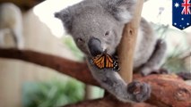Unlikely animal friendships: butterfly lands on baby koala’s nose, Internet goes wild - TomoNews