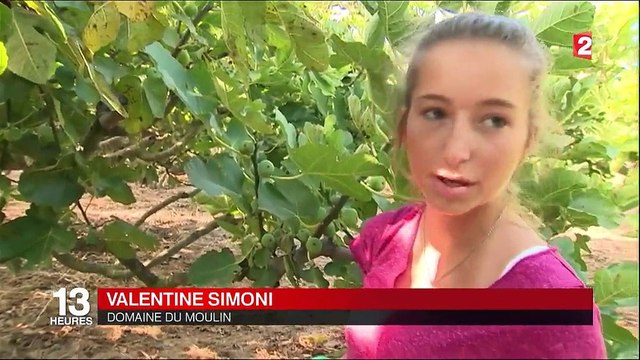 Solliès-Pont : des figues d'exception