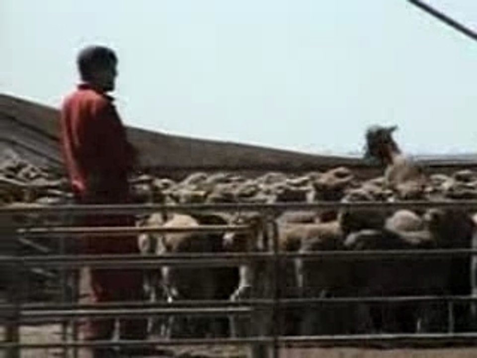 P!nk Speaks Up for Sheep