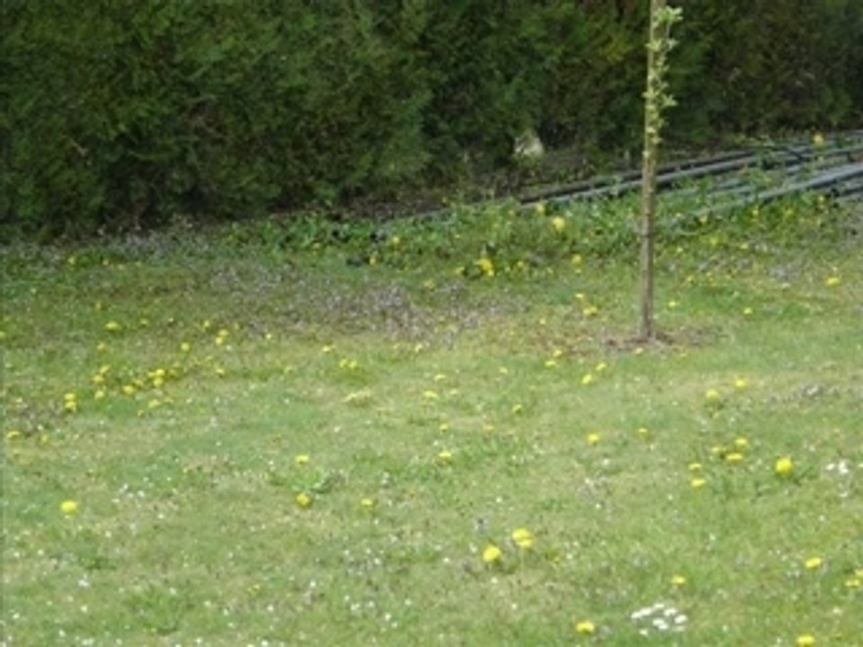 Printemps