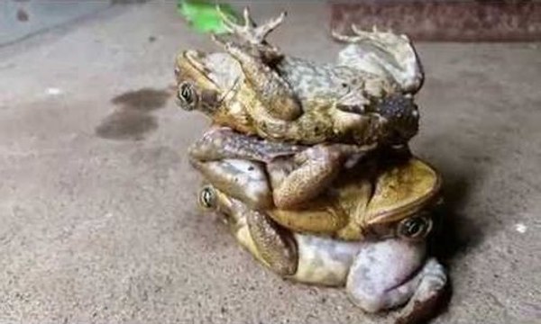 Technique pour empiler des crapauds vivants !