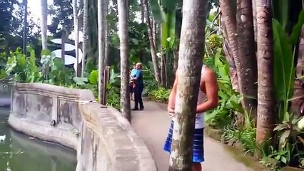 A young man throws some food at an orangutan.