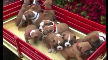 TOP 10 CUTEST BOXER PUPPY VIDEOS OF ALL TIME