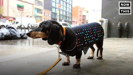 LED Dog Vest You Control With Your Smartphone