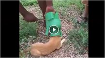 Man help a dog when its head stuck it