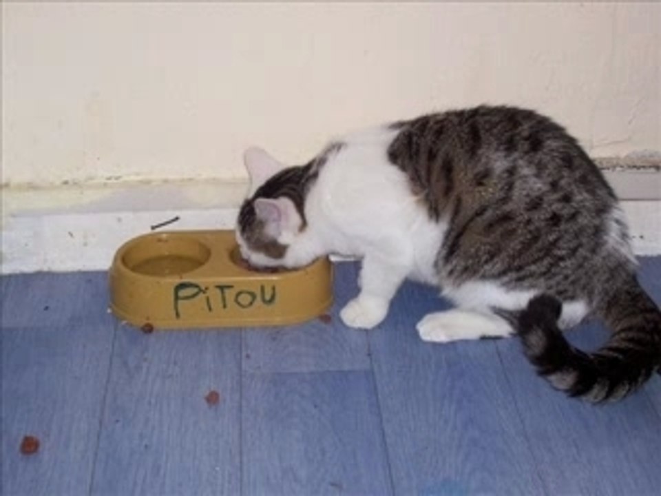 Pitou super star _ (1)