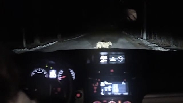 Elle frappe un chien avec sa voiture, ce qui arrive ensuite est incroyable!