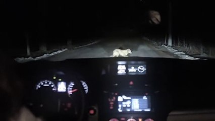 Elle frappe un chien avec sa voiture, ce qui arrive ensuite est incroyable!