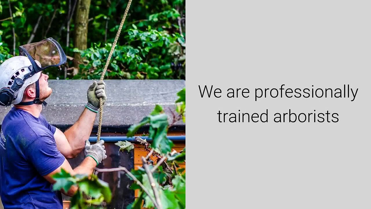Tree Surgeons Nottingham Tel 07905675171   For Tree Surgeons Nottingham