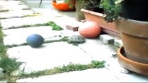 Kaplumbağa İle Köpeğin ilginç Top Kavgası
