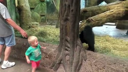 Mira cómo este bebé gorila jugaba con un niño a las escondidas