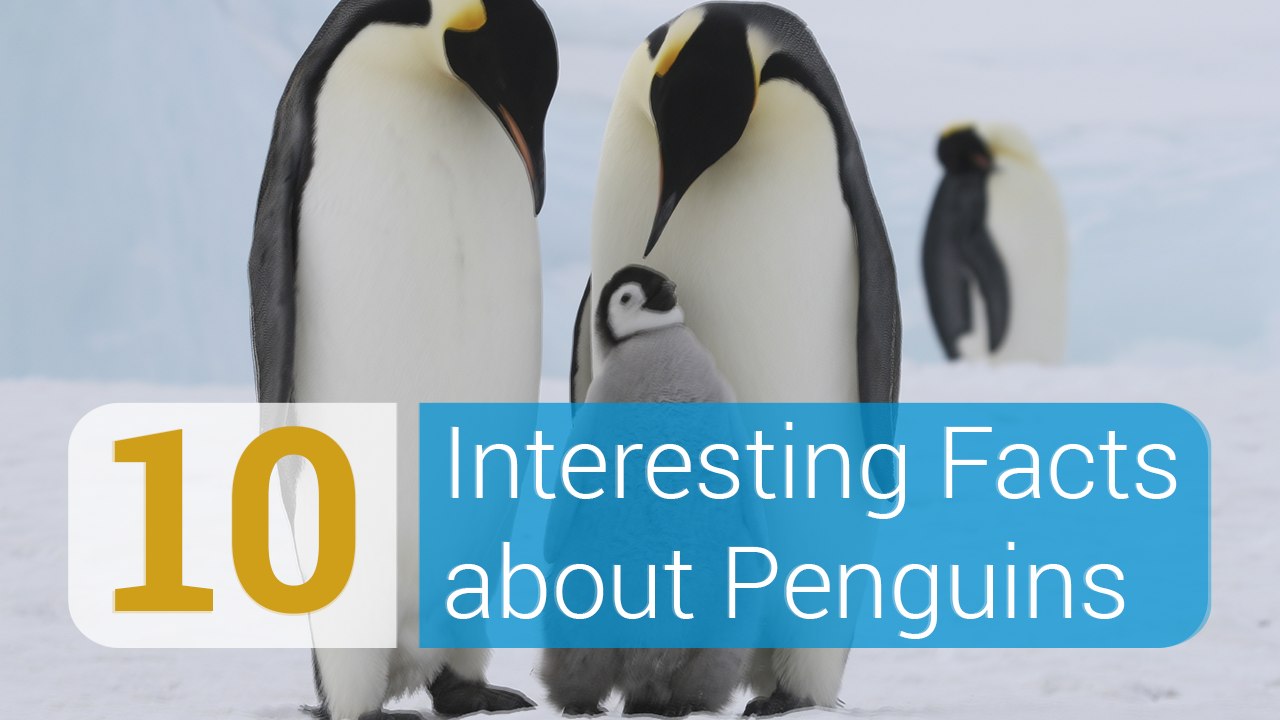 10 Interesting Penguin Facts