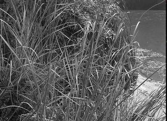 Daniel Boone Season 01 x Episode 04 The Family Fluellen Season 1(1964-1965)