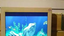 Dgg