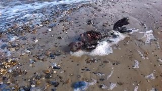 WATCH - Man claims to have found “dead mermaid” on beach