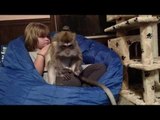Monkey and Her Human Friend Help Keep Each Other Clean