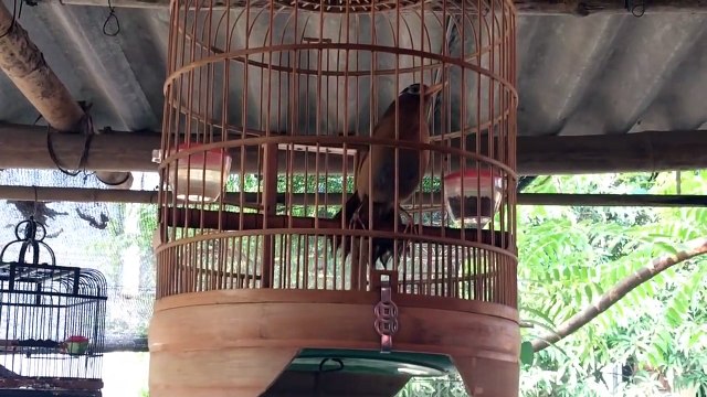 Họa mi đuôi xoè cứng hót hay dẻo