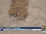 Monsoons are out, termites are back in