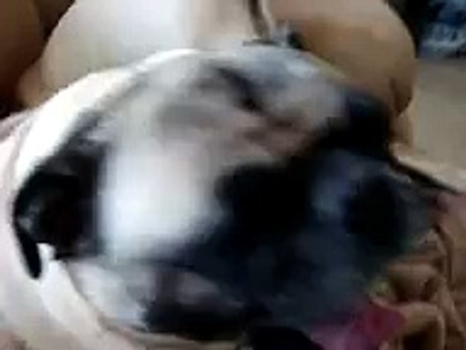 When Fat Pugs Go Bad 1