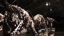 Impressive and Huge Dinosaur Museum, Dali - Yunnan Holidays