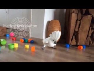 Sharp Cockatoo Cleverly Evades Cups