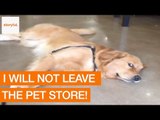 Naughty Golden Retriever Doesn't Want to Leave