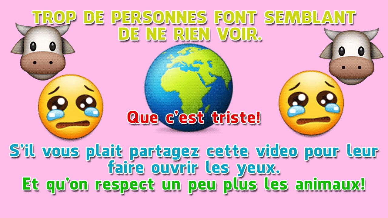 abattoirs, ces vaches finiront dans vos assiettes, donc les coupables c'est vous!