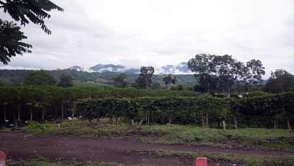 CULTIVOS PAPAYA Y PIÑA (3)